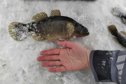 Ихтиологи в шоке: в озере под Новосибирском выловили ротана-гиганта