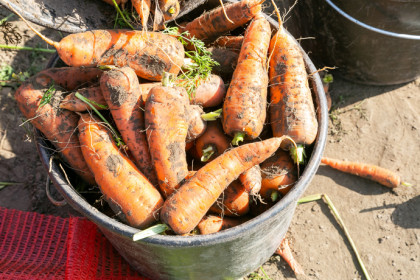 Морковь на рынках Новосибирска подорожала на 33,5% 