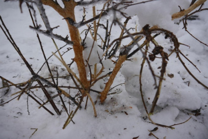 Срочно спасать дачу от мышей 23 февраля призвали новосибирцев агрономы