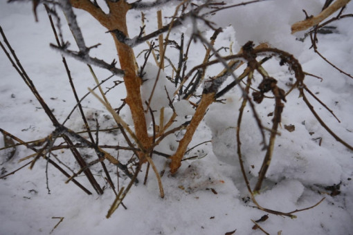 Срочно спасать дачу от мышей 23 февраля призвали новосибирцев агрономы