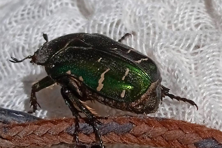 Самые красивые жуки РФ атаковали цветущие рябины в Новосибирске