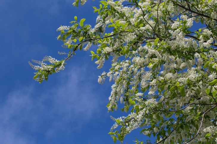 Главной приметой для посадки картофеля в мае-2025 поделился ученый Яновский