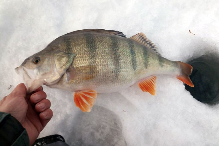 Самого старого окуня в Обском море поймал рыбак из Новосибирска
