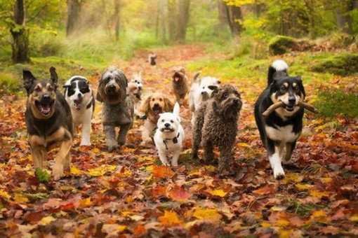 Собаководы Новосибирска просят разрешить прогулки в Дендропарке