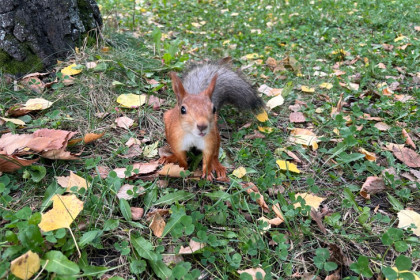 Прогноз погоды на 16-19 сентября в Новосибирске сделали синоптики
