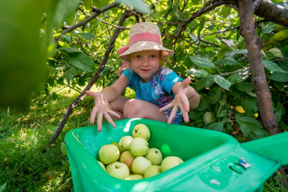 Яблочный Спас-2025: традиции и правила Преображения Господня 19 августа