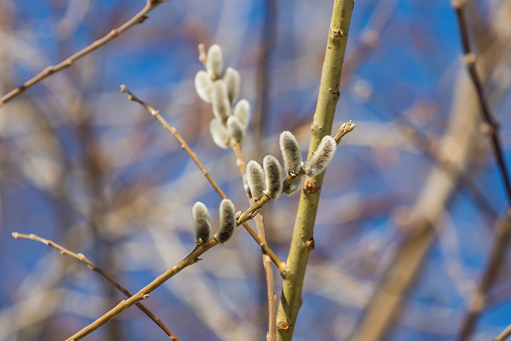 1 марта 2025: свежие открытки, нежные стихи и яркие гифки с первым днем весны