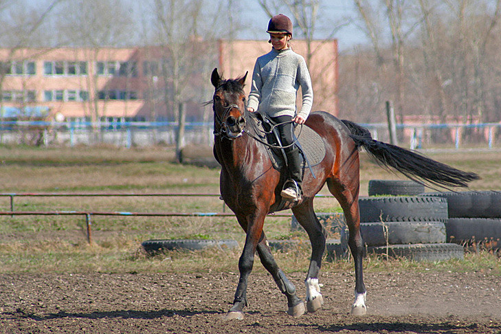 Ход конем: замдиректора конно-спортивного центра купила диплом в Новосибирске