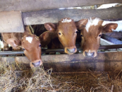 Кадровая проблема в АПК Новосибирской области решается в рамках нацпроекта