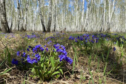 Первый день весны 2026: подборка теплых открыток, гифок и стихов 1 марта