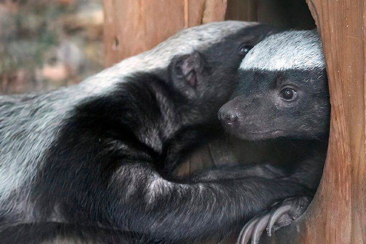 Снимками мам из животного мира поделился новосибирский зоопарк
