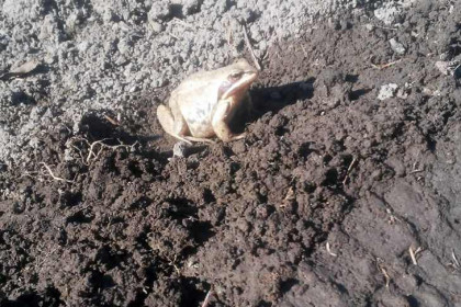 В Новосибирске лягушки проснулись и готовы совокупляться