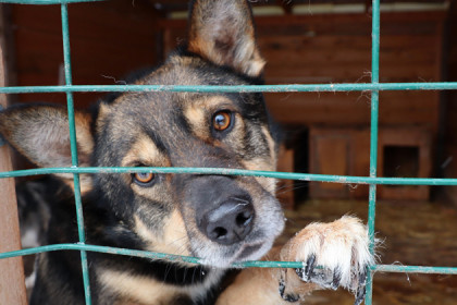 Сотни собак выселяют из приюта в Краснообске