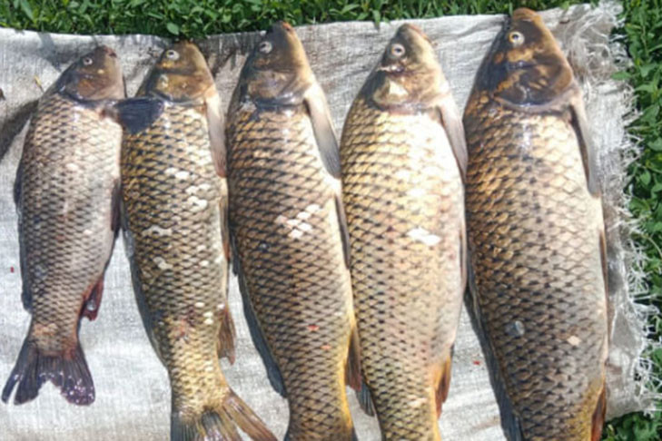 Терапевт Глиненко назвала первые симптомы описторхоза в Новосибирской области