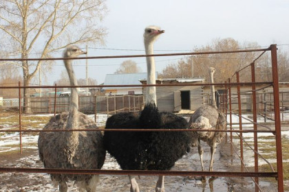 Африканские страусы поселились в Мошковском районе