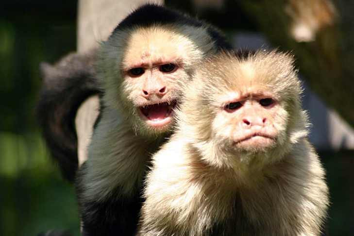 Регионы РФ получили тест-системы на выявление оспы обезьян