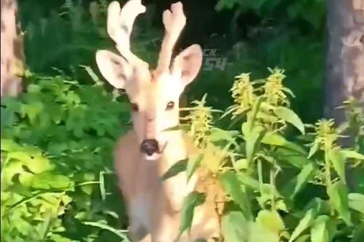 Молодой самец косули покрасовался перед жителем КСМ в Новосибирске