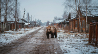 В Новосибирской области перечислили районы, где нет медведей