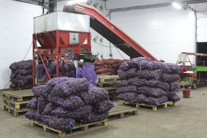 По новому хранят картофель в Ордынском районе
