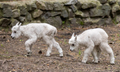Снежные козлята родились в Новосибирском зоопарке