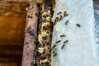 Пчелам запретили летать до сентября-2024 в Болотнинском районе