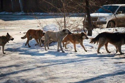 Бастрыкин запросил доклад по факту нападения бродячих собак на ребенка в Бердске