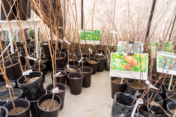 Дачную торговлю на три недели развернут на улицах Новосибирска осенью-2025