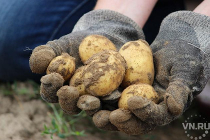 Картофель воруют с огородов в Куйбышевском районе