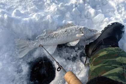 Жители Новосибирска едят рыбы больше нормы Минздрава