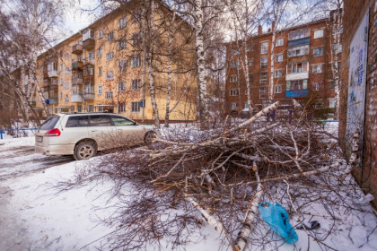 За 33 срубленных дерева заплатит предприниматель из Новосибирска