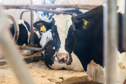 Новосибирскую область признали неблагополучной по пастереллёзу