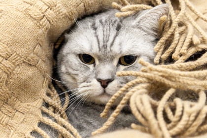 Новосибирские питомцы предпочитают отдых в Турции