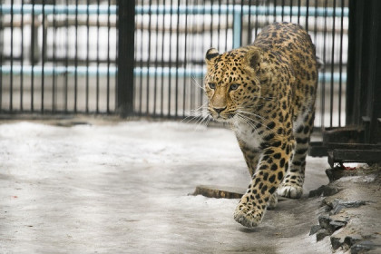 27,5 миллиона рублей получит Новосибирский зоопарк на корм для зверей