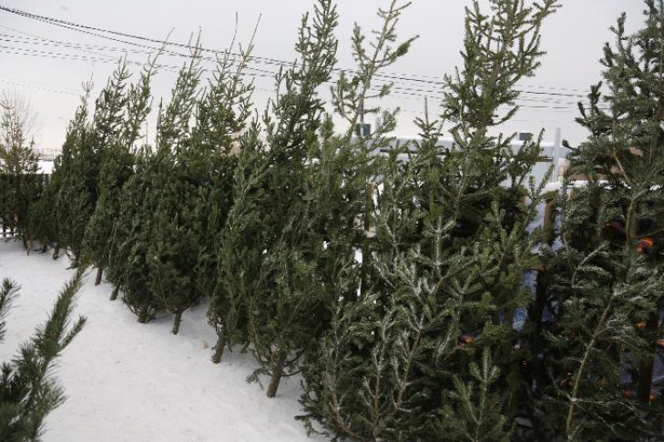 Новогодние елки-2021 выбирают новосибирцы: натуральные против искусственных