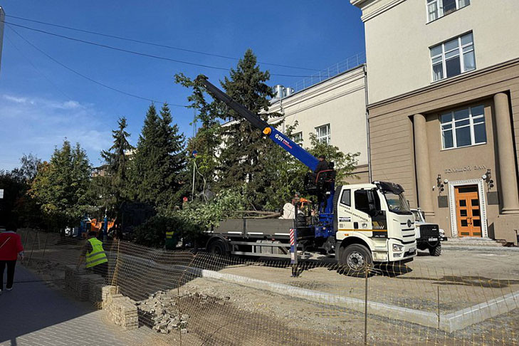 Исчезновение рябин на аллее в центре Новосибирска объяснил директор Горзеленхоза