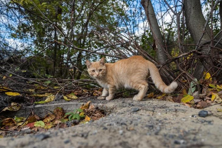 Приют для собак и кошек в 2027 году откроют в Татарске