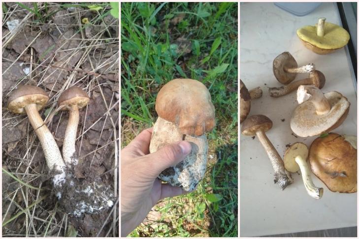 Новосибирцы ринулись в лес за белыми грибами и подберезовиками