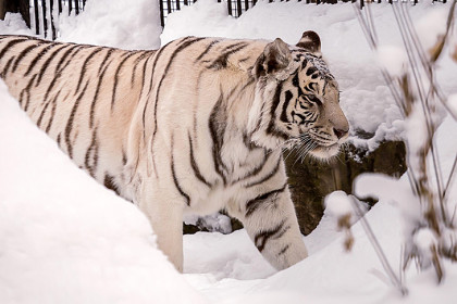 Билеты в Новосибирский зоопарк подорожают с 1 марта 2024 года