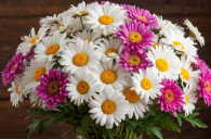 Самым популярным букетом Новосибирске стала композиция из хризантем и ромашек