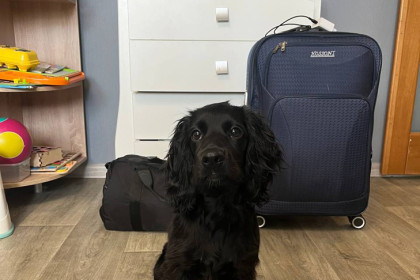 Новосибирские питомцы предпочитают отдых в Турции