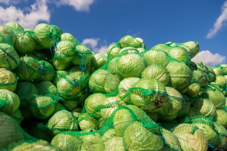 Рубить капусту начали новосибирцы после первых ночных заморозков