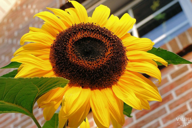 Погода в Новосибирске на 28-31 августа: комфортное окончание лета