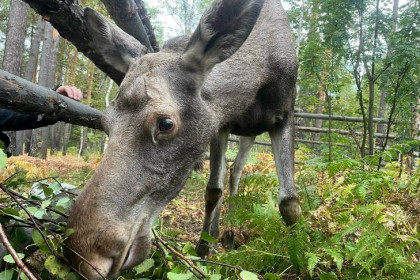 Минприроды прокомментировало ДТП с лосем на Колыванском шоссе