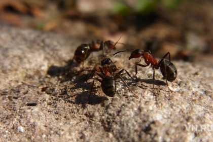 Кровавых муравьев-рабовладельцев нашли в Новосибирской области