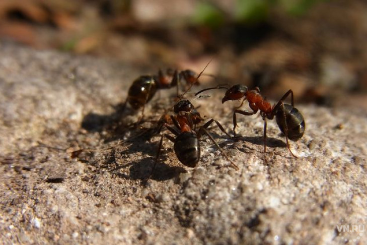 Кровавых муравьев-рабовладельцев нашли в Новосибирской области