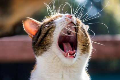 Статистики назвали количество смеха в Новосибирске на 1 апреля-2026