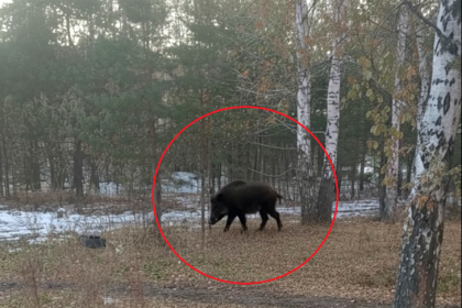 Кабан держит в страхе жителей микрорайона «Стрижи» в Новосибирске