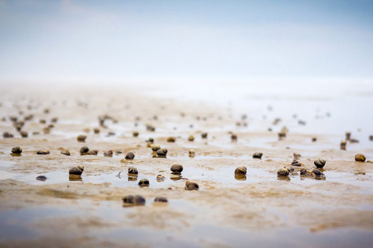 Мертвые моллюски-пришельцы заполонили берега Оби в Новосибирске