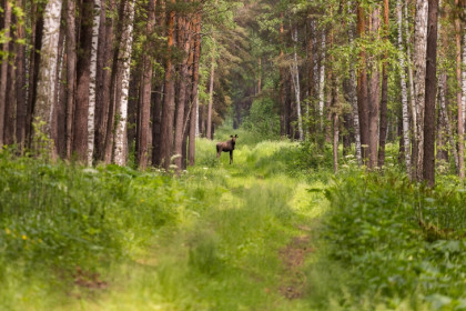 Более тысячи косуль и 132 лося разрешили отстрелить в Новосибирской области