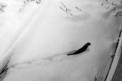 Американская норка попала на запись домашней видеокамеры под Новосибирском